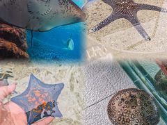 -上海海洋水族馆