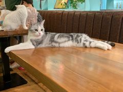 -猫小院猫主题餐厅(三里屯店)