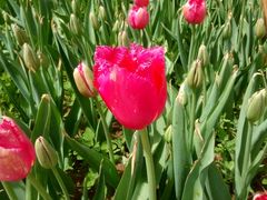 -洛阳郁金香牡丹园