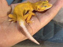 -酷以爬仙阁实体爬宠店·守宫·蜥蜴·专业繁育