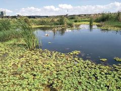 -五甲塘生态湿地公园