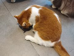 -飞行喵MR PILOT|猫舍·猫咖(静安大融城店)