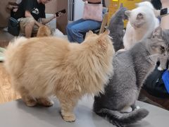 -MOCHA明星猫咖(田子坊店)