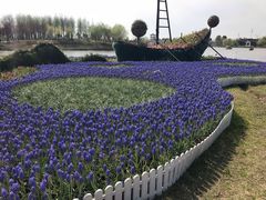 -杭州湾海上花田景区