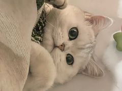 -老吴的猫·猫舍(新区店)