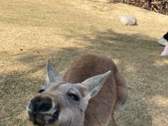 -泉州海丝野生动物世界
