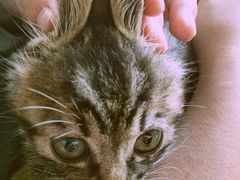 康旭宠物医院-康旭宠物医院(郑州总院)