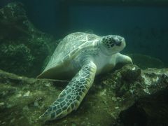 -广东惠东海龟国家级自然保护区