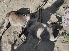 -秦皇岛野生动物园