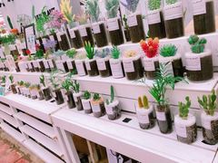 -三圣花乡旅游区