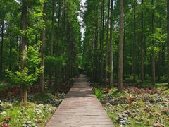 -黄海国家森林公园