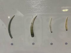 -青岛贝壳博物馆
