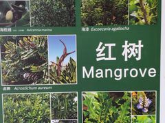 -华侨城湿地公园