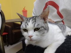 -猫咪咖啡店(新城大街店)