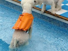 -爪吧宠物乐园 (温榆河示范区店)