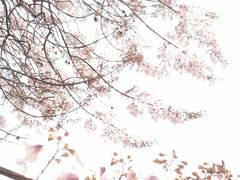 -成都市活水公园