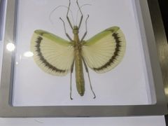 -上海昆虫博物馆