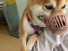 -瑞派·关忠动物医院·猫专科·犬专科(三环新城店)