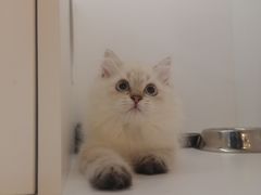 -三花喵·撸猫购宠·宠物生活馆(虹桥南丰城店)