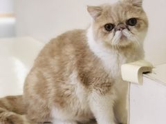 -飞行喵MR PILOT|猫舍·猫咖(静安大融城店)