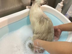 -PETKIT小佩宠物·低压洗护(国顺东路店)