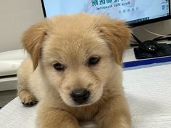-博特宠物医院24h犬猫全科.骨科·异宠