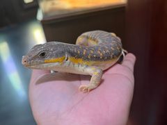 -帕帕拉兹宠物(亚洲旗舰店)