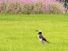 -海心沙亚运公园