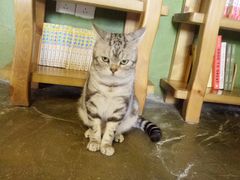 -猫猫幼稚园·撸猫·桌游·电玩