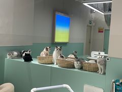 -怪兽屋·羊驼·猫咖·狗咖(俊华广场店)