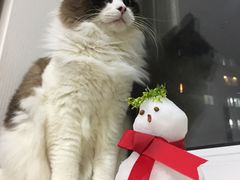 -PETKIT小佩宠物(昭化店)