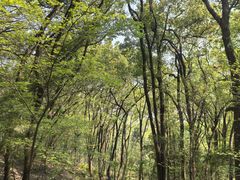 -上海佘山国家森林公园天马山园