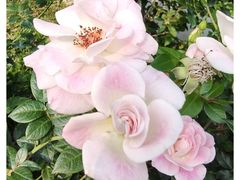 -人民公园(罗湖区)