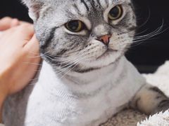 -多卡布奇宠物生活馆(上林世家店)