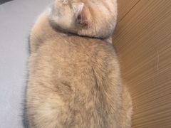 -瑞派·关忠动物医院·猫专科·犬专科(三环新城店)
