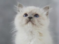 -小猫来了·猫舍(红山六九七九店)