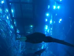 -迪拜水族馆及水下动物园