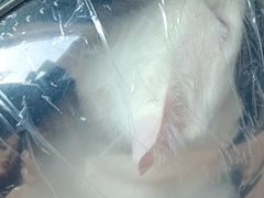 -乐琪宠物医院·犬猫专科·骨外科·急重症