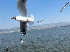 -海埂大坝