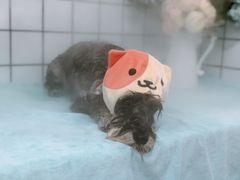 -BABYDOG宝贝狗宠物乐园(欧洲城店)