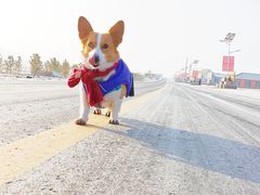 -乌兰布统草原