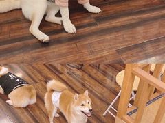 -豆柴町-柴犬主题狗咖(红鼎国际C座店)