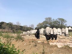 -沈阳森林动物园