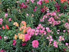 -深圳仙湖植物园