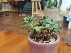 -桉树林A coffee 森林餐厅(三圣乡店)