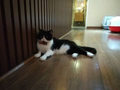-猫友咖啡店(玉林西路店)