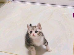-70cat德文卷毛猫·缅因猫纯种猫舍