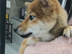 -四月宠物医院·猫专科·心脏专科·内科(转塘店)