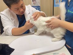 -瑞派紫金宠物医院24小时·骨科·中兽医·重症转诊中心(番禺大石院)