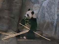 -深圳野生动物园